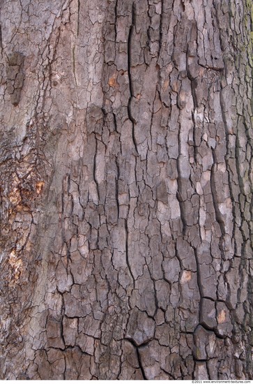 Tree Bark