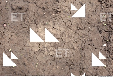 Cracked Soil