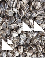 Sunflower Seed 0002