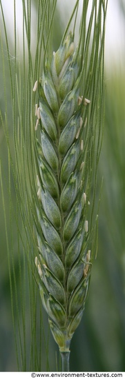 Plant Fields