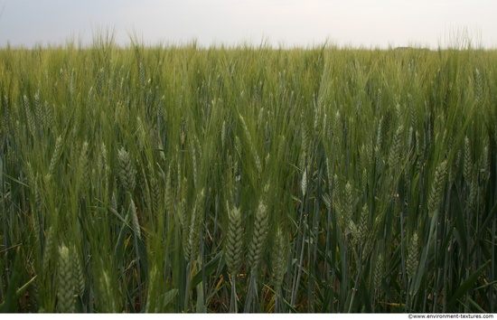 Plant Fields