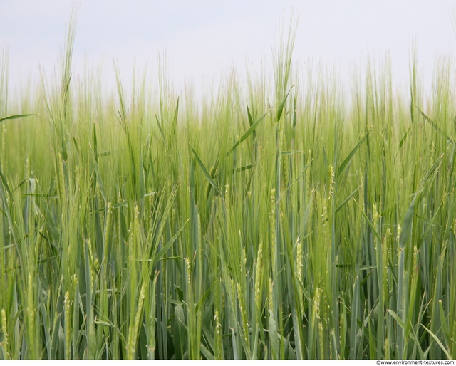 Plant Fields