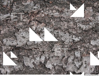 Tree Bark