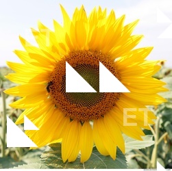 Sunflower 0001