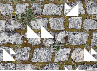 Photo Texture of Overgrown Floor