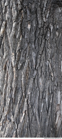 Tree Bark