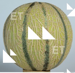 Melon Galia 0002