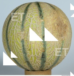 Melon Galia 0005