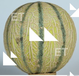 Melon Galia 0010