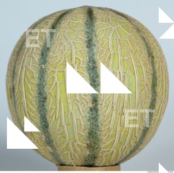 Melon Galia 0011
