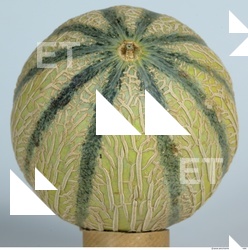 Melon Galia 0014