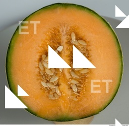 Melon Galia 0021