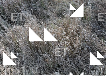 Grass Dead 0005
