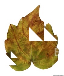 Leaves 0005