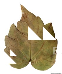 Leaves