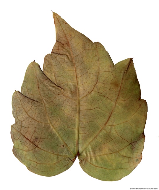 Leaves