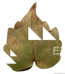 Leaves