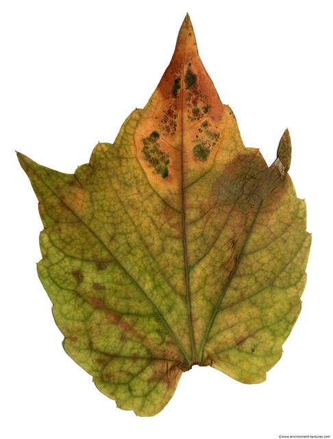 Leaves