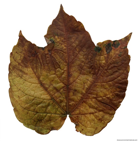 Leaves