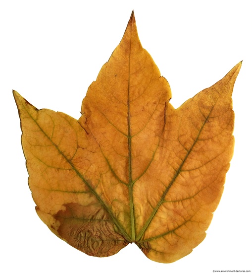 Leaves