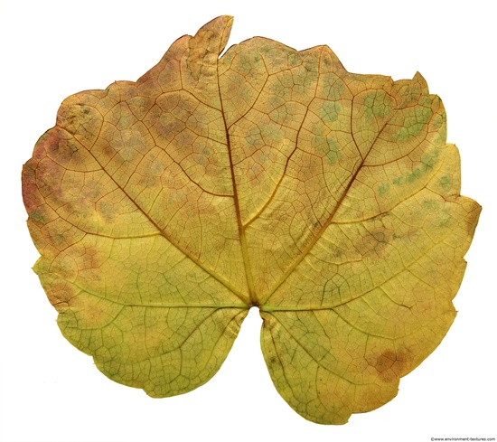 Leaves