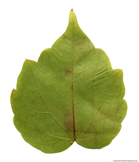 Leaves