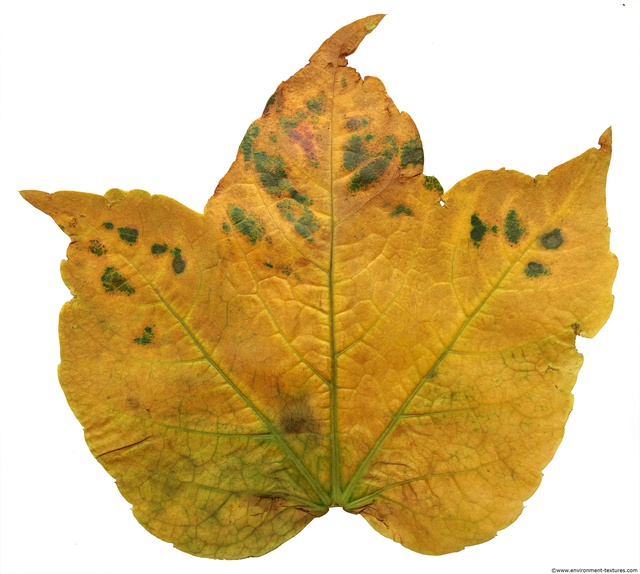 Leaves