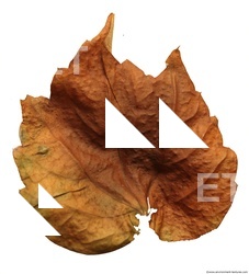 Leaves Dead