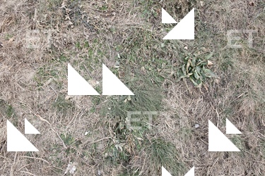 Grass Dead