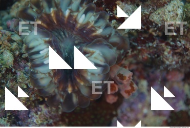 Corals 0070