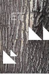Tree Bark