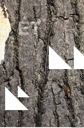 Tree Bark