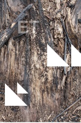 Decayed Wood