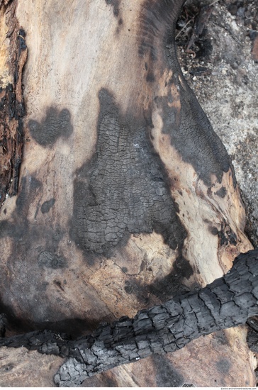 Burned Wood