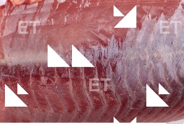fish tuna meat