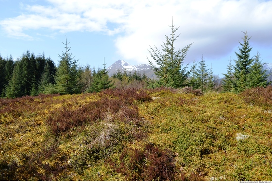 Background Forests