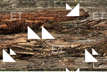 Decayed Wood