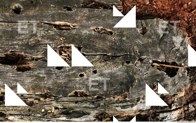 Decayed Wood