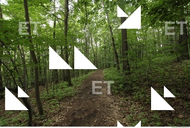 Photo Reference of Background Forest