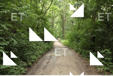 Photo Reference of Background Forest