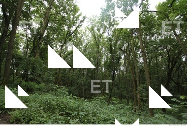 Photo Reference of Background Forest