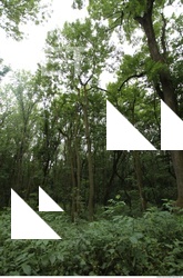 Photo Reference of Background Forest