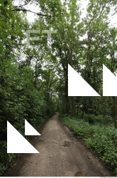 Photo Reference of Background Forest