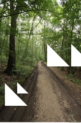 Photo Reference of Background Forest