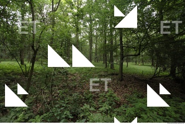 Photo Reference of Background Forest