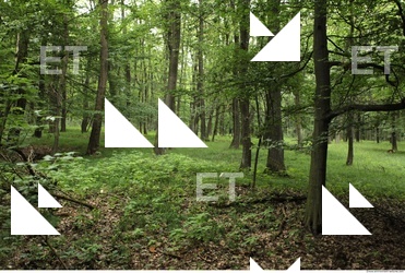 Photo Reference of Background Forest