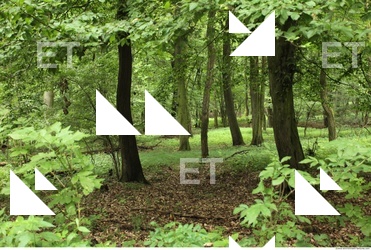 Photo Reference of Background Forest