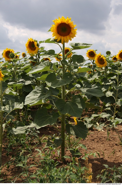 Plant Fields