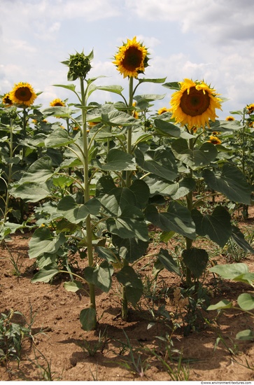 Plant Fields