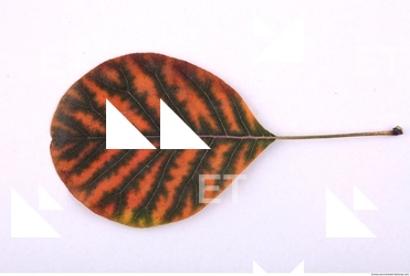 Leaves 0021